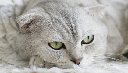 JIUYOU GAMING-圣埃蒂安战胜梅斯，豪取新赛季首场胜利，圣埃蒂安战绩聚胜顽球汇