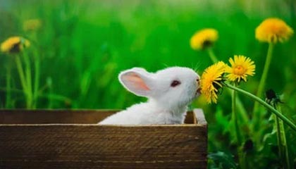 九游app官网下载-圣埃蒂安战胜梅斯，豪取新赛季首场胜利，法甲圣埃蒂安对梅斯